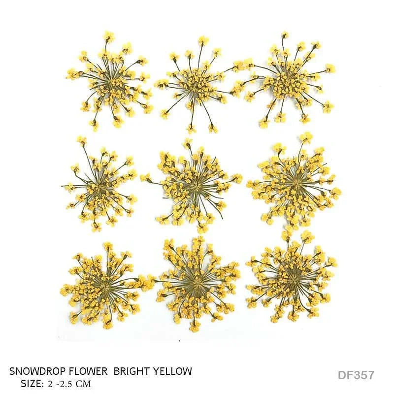 Dried Flower for Resin Dry 12 Flower Sheet Df35-7