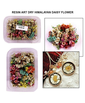 Dry Himalayan Daisy Flower Rawdf-Hd