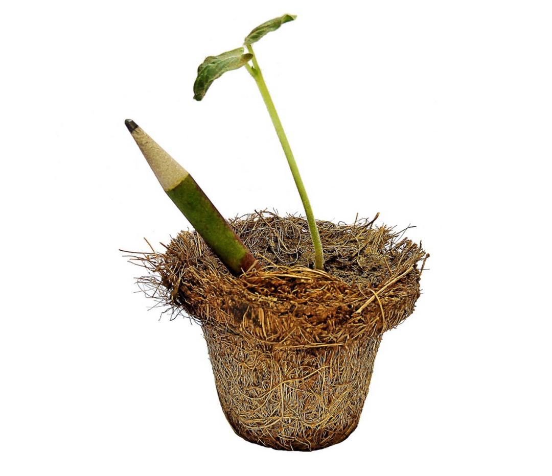 Plantable Pencils PP0000