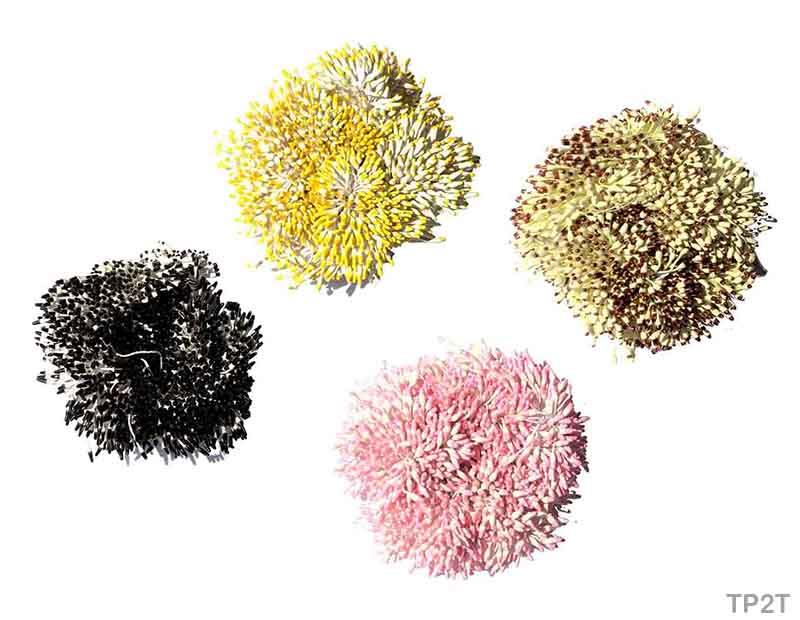 MG Traders Rope & Lace Thread Pollan 2 Tone (Tp2T)