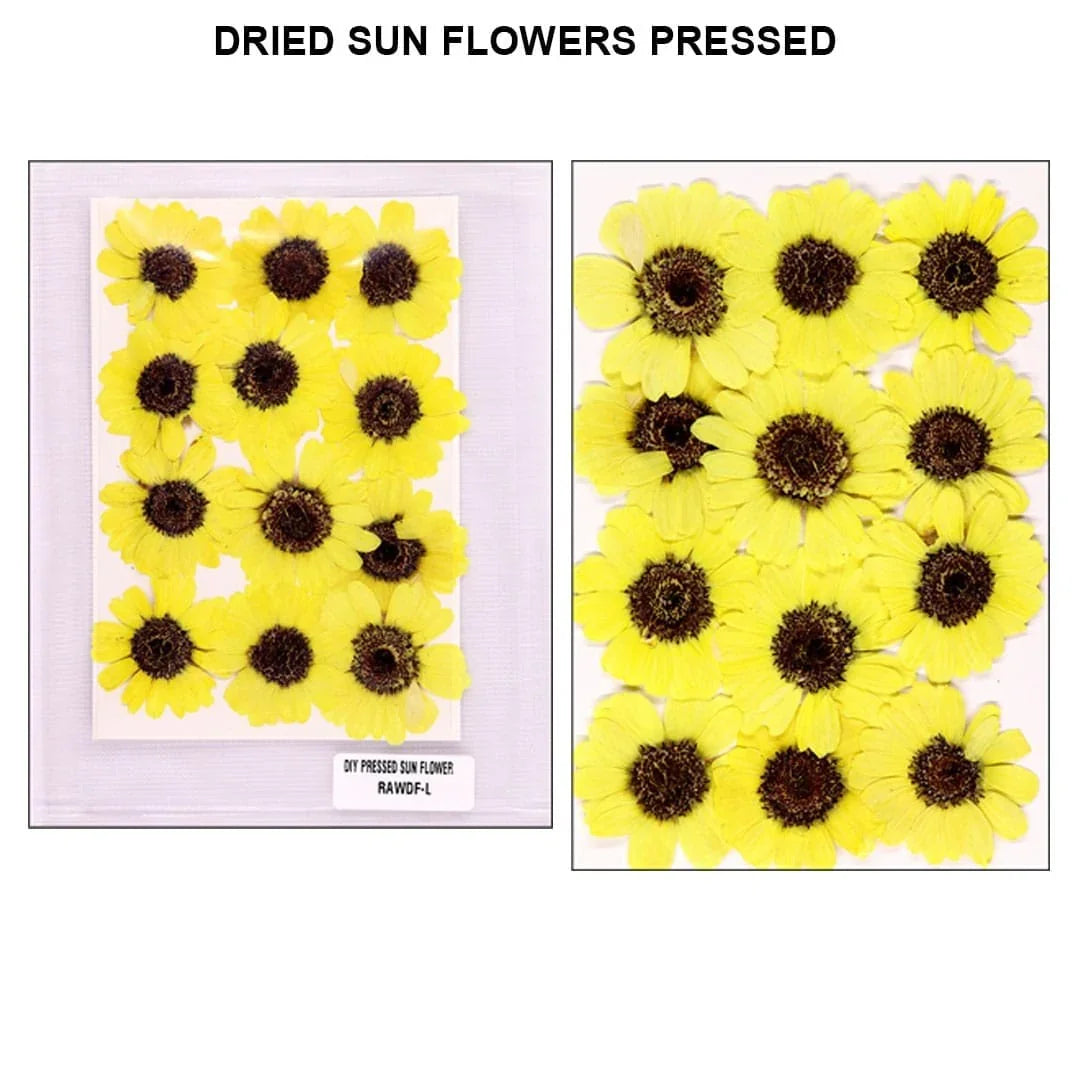 Ravrai Craft - Mumbai Branch Resin Art Dry Flowers Dried flowers pressed 12pcs