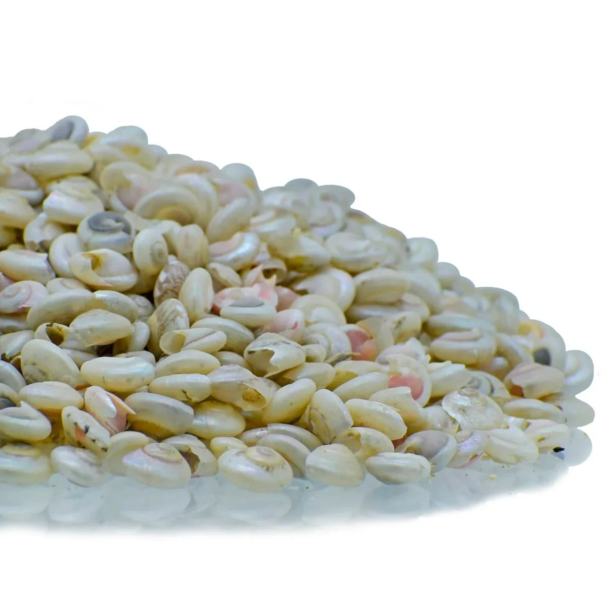 jags-mumbai Resin Shells Colour Pabukannu Small 100gm SACP-64