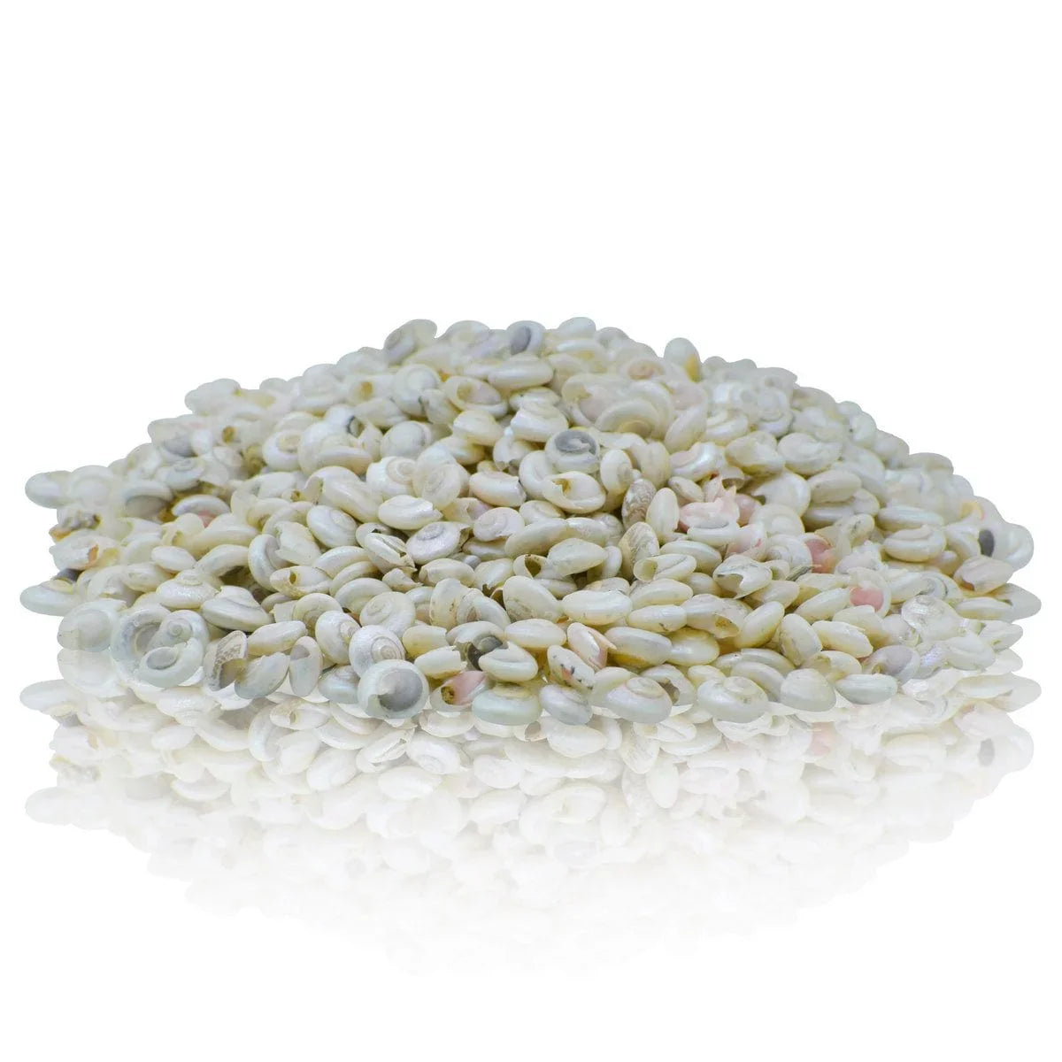jags-mumbai Resin Shells Colour Pabukannu Small 100gm SACP-64
