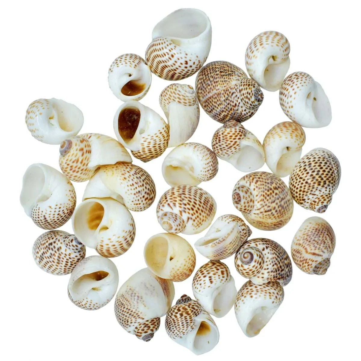 jags-mumbai Resin Shells for resin art (pack of 50gm)