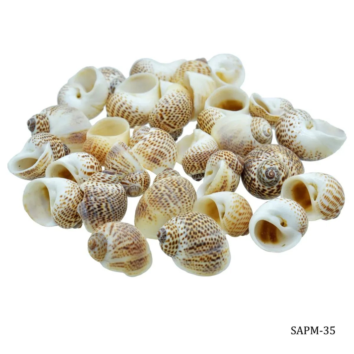 jags-mumbai Resin Shells for resin art (pack of 50gm)