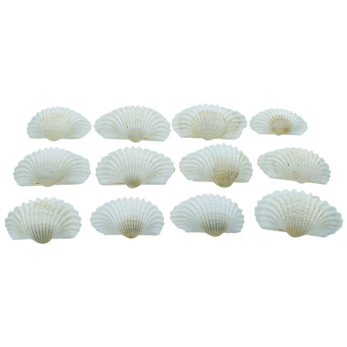 jags-mumbai Resin Shells kakinada Chippi 100gm SAKC-08