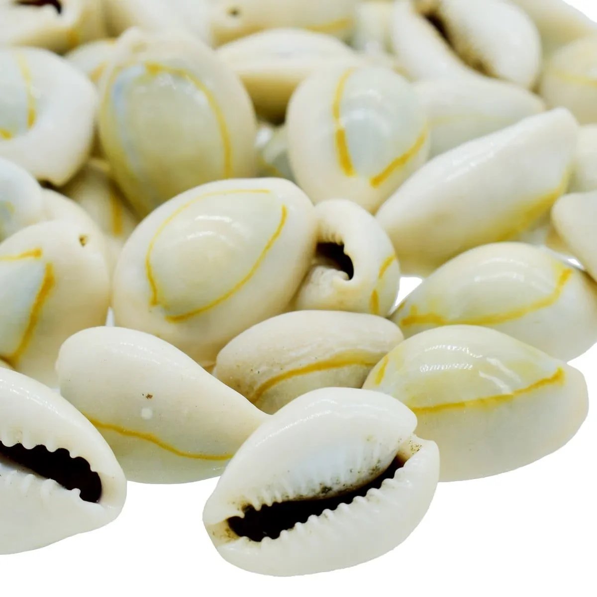 jags-mumbai Resin Shells Ordinary Cowdy 100gm