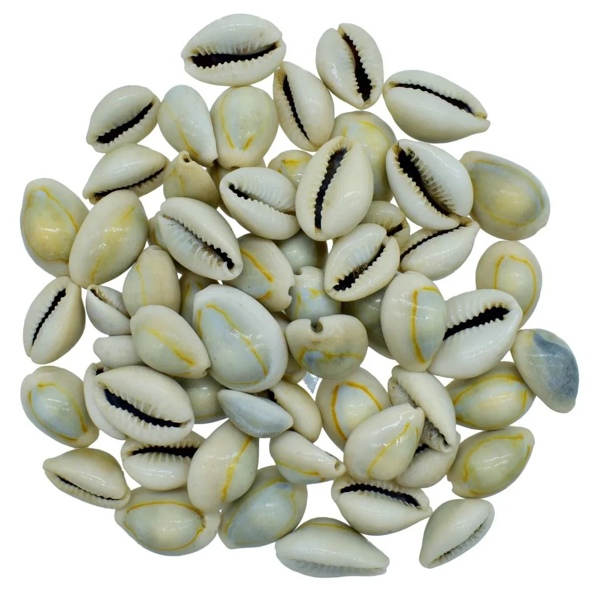 jags-mumbai Resin Shells Ordinary Cowdy 100gm
